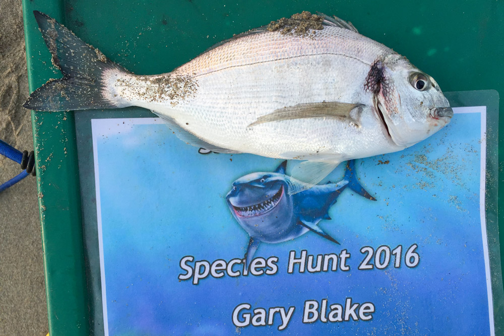 gilthead bream