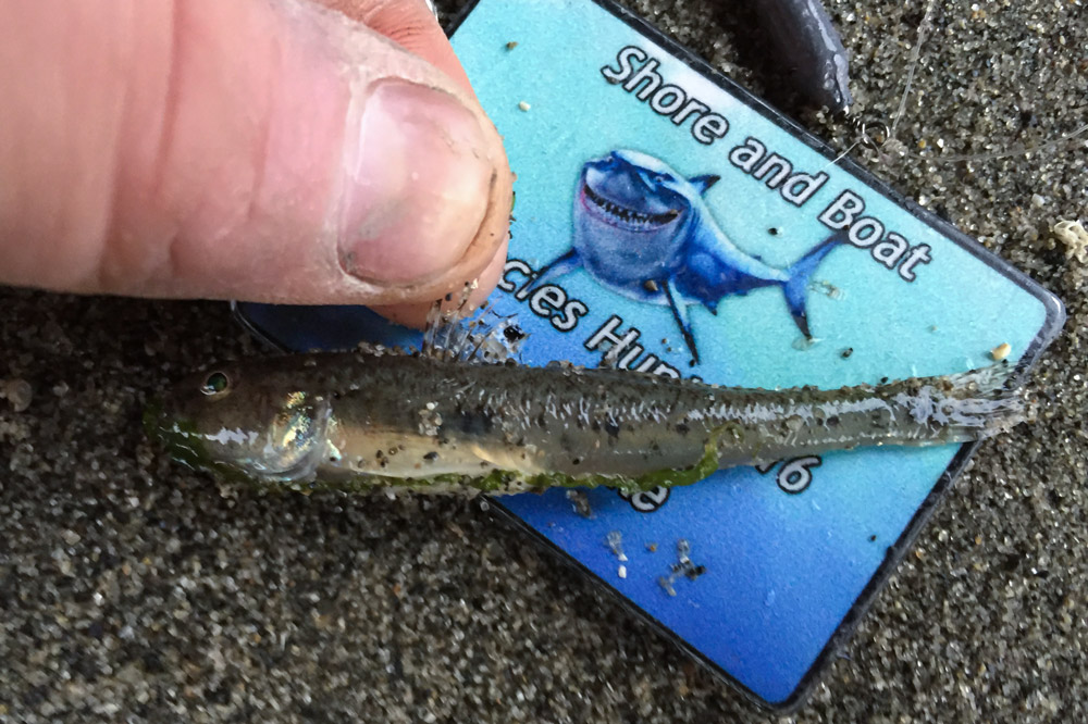 LRF fishing sand goby