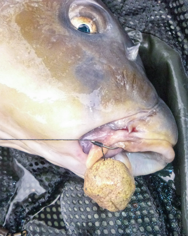 carp fishing hookhold