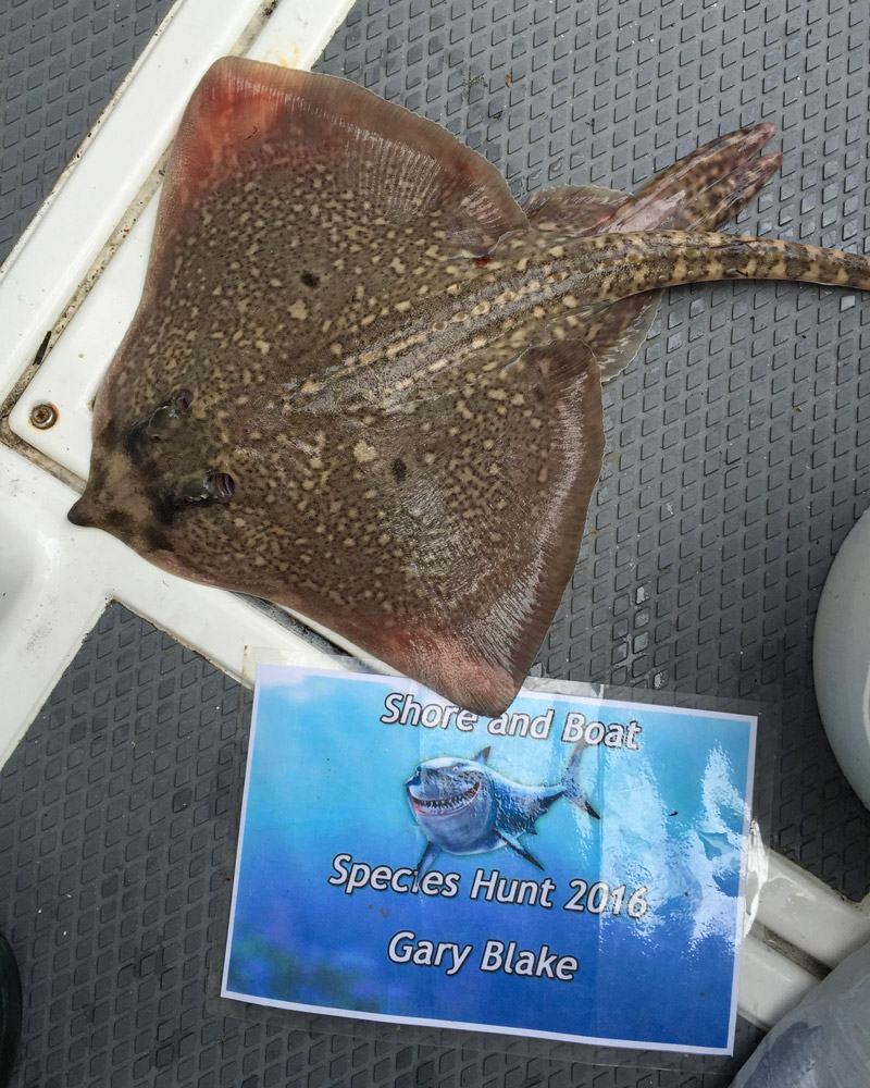 spotted ray