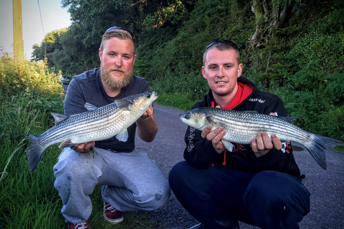thick lipped mullet ROsscarbery