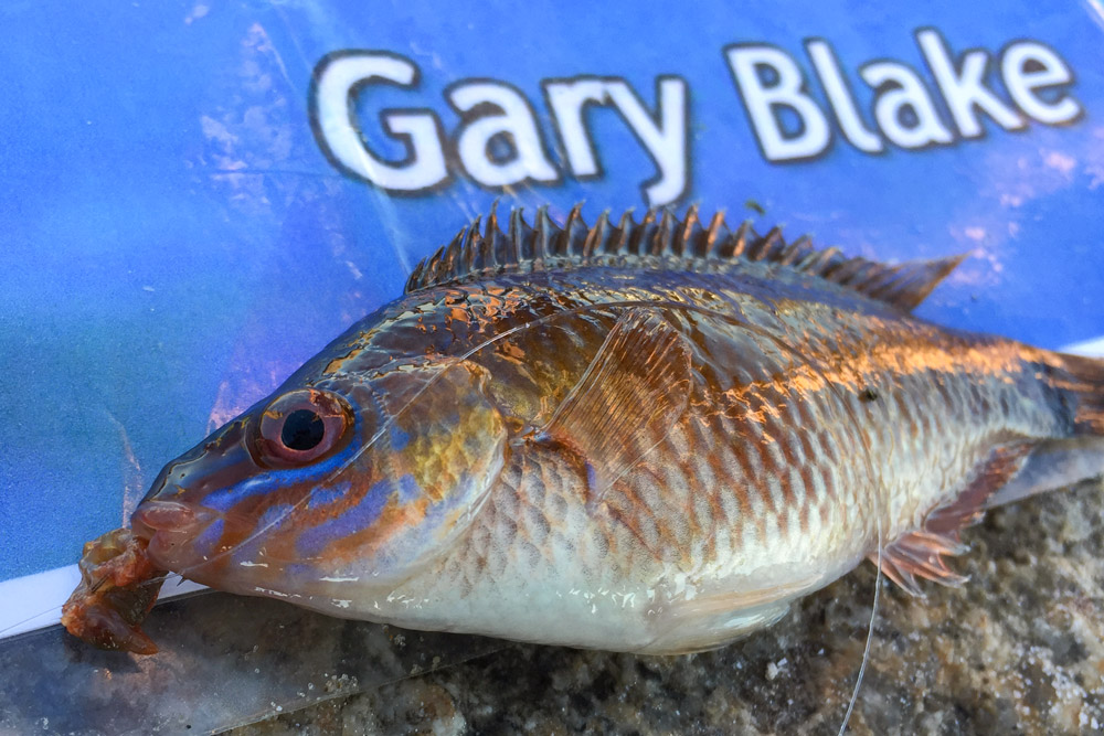 corkwing wrasse