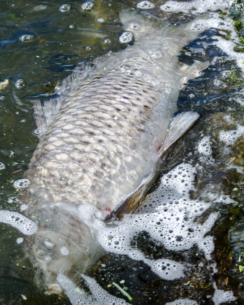 fish kill Cork Lough