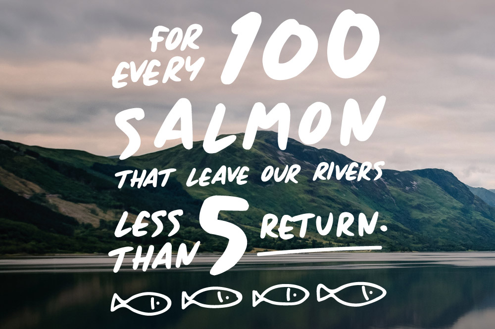 missing salmon project