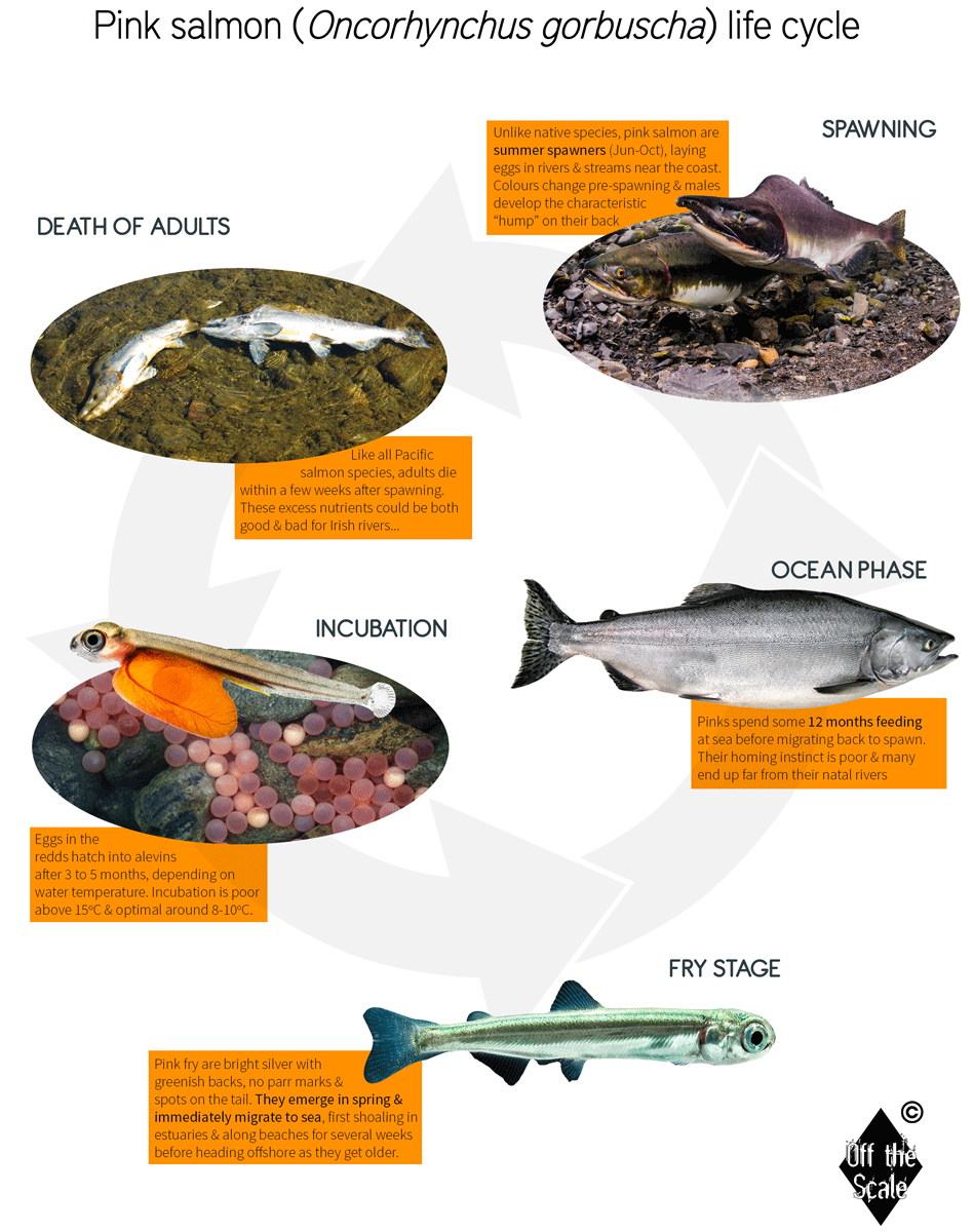 Pink salmon life cycle