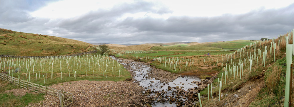 flood prevention trees