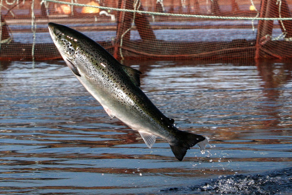 farmed salmon leaping