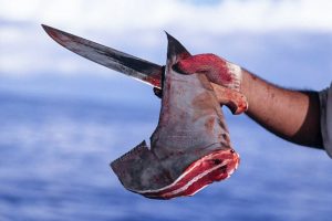 shark finning