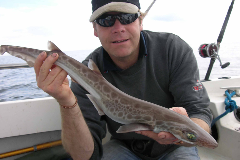blackmouth dogfish