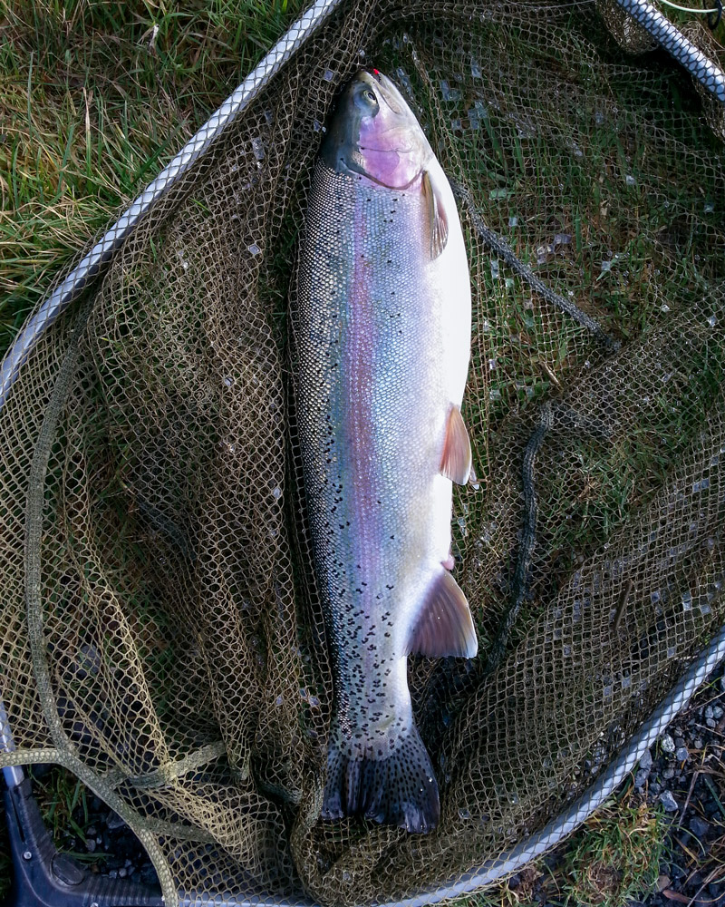 Ardaire Springs rainbow trout