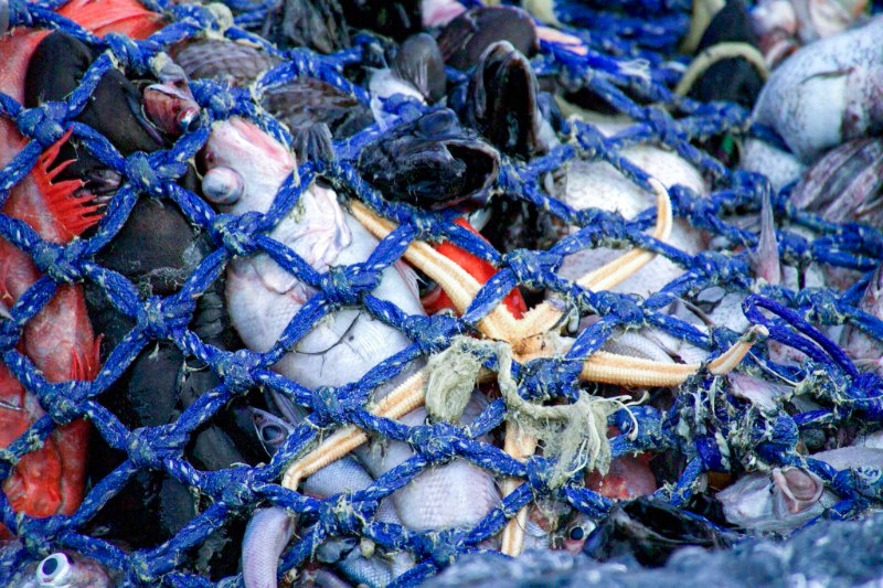 bycatch discards