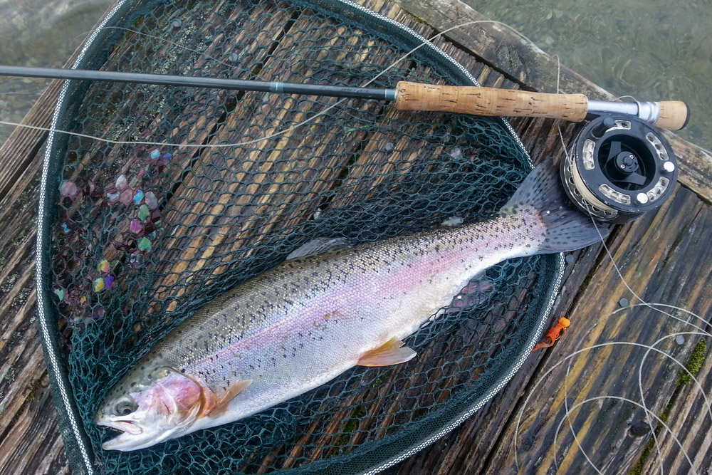 Rainbow trout fishing on the fly in winter - Off the Scale magazine