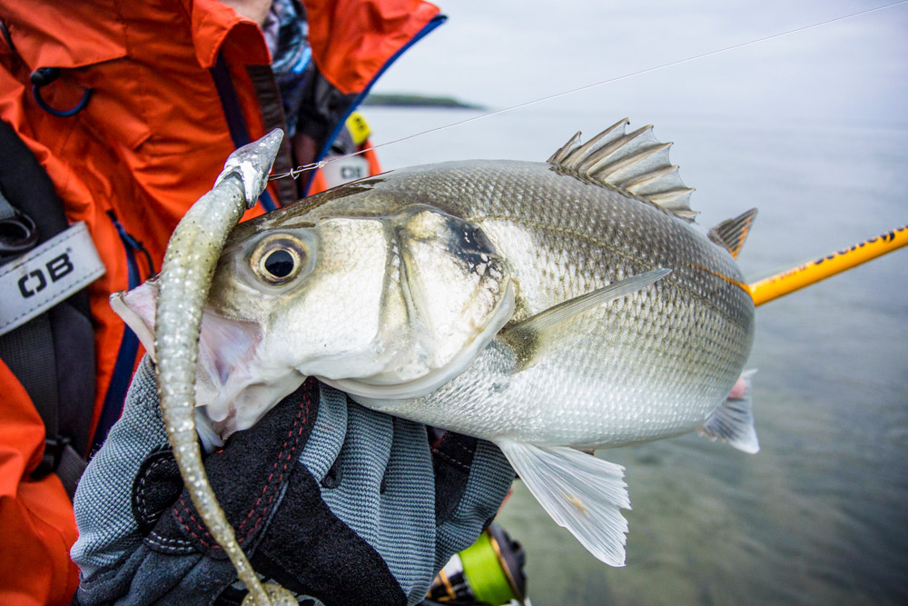 How to Use Soft Plastics to Catch Bigger Largemouth Bass