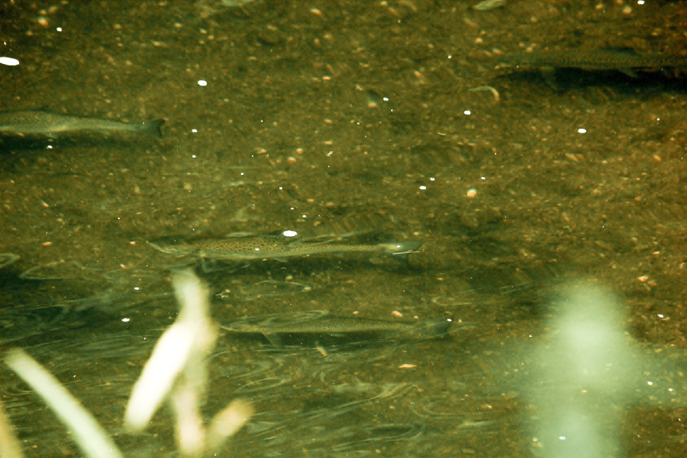 sea trout fishing