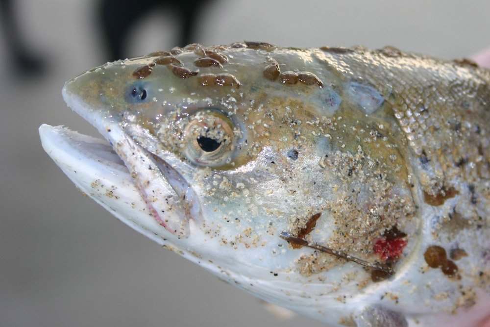 sea trout with sea lice infestation