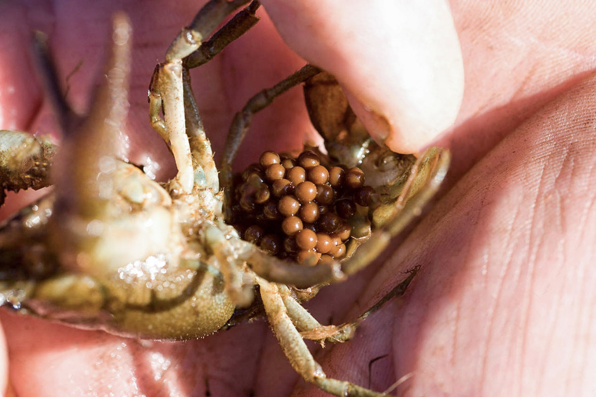 female white clawed crayfish