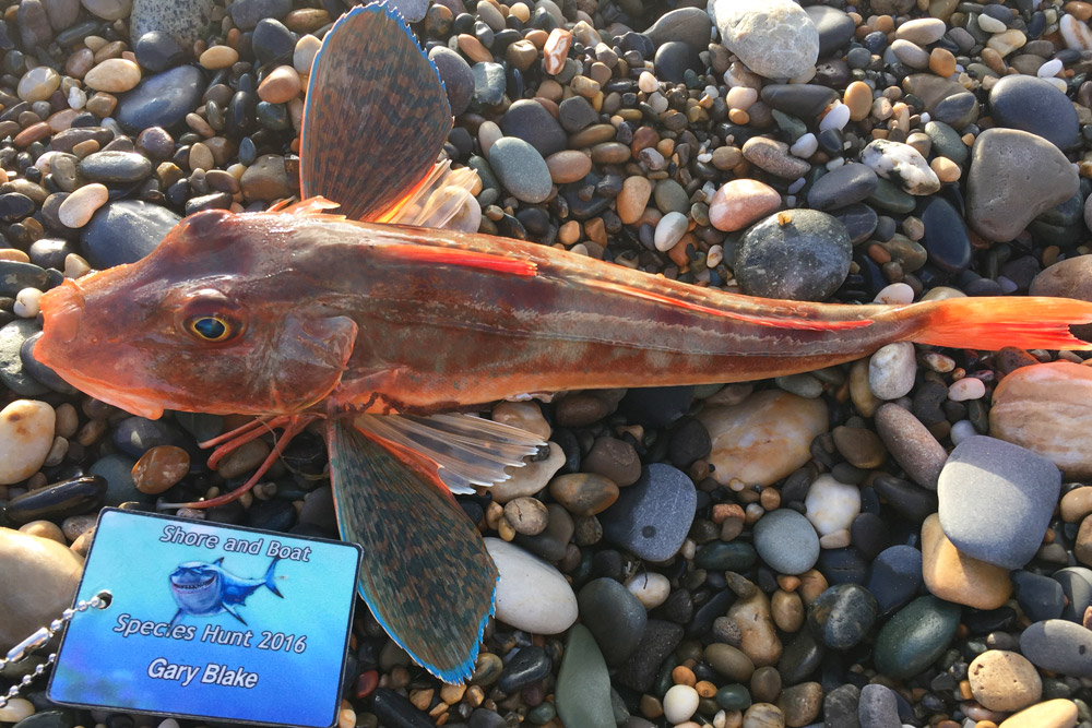 tub gurnard