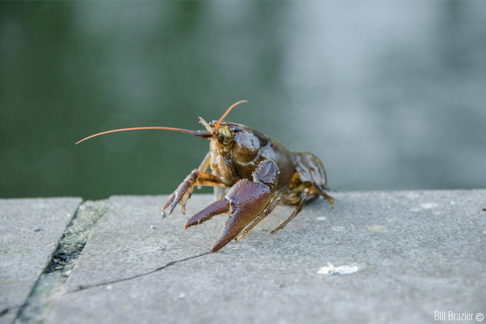 crayfish Ireland