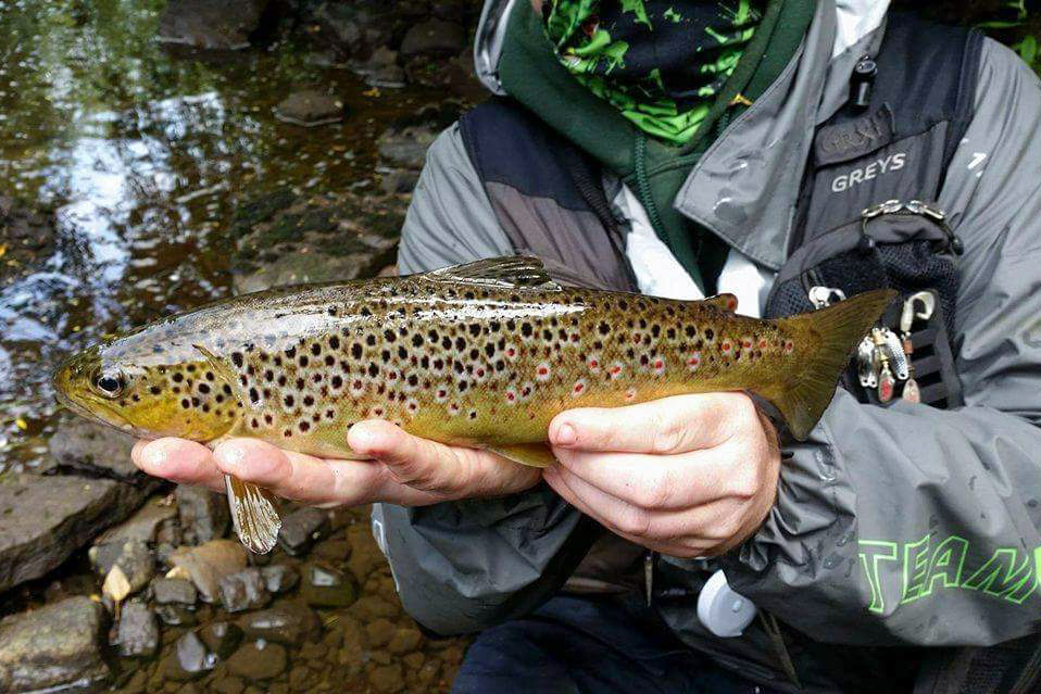 Lure fishing for wild brown trout - Off the Scale magazine