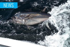 bluefin tuna