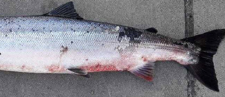 red skin disease salmon Corrib