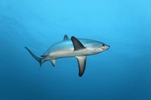 common thresher shark underwater
